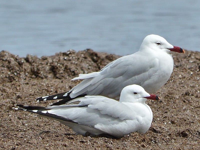 Audouin's_Gulls Santa_Margalida,