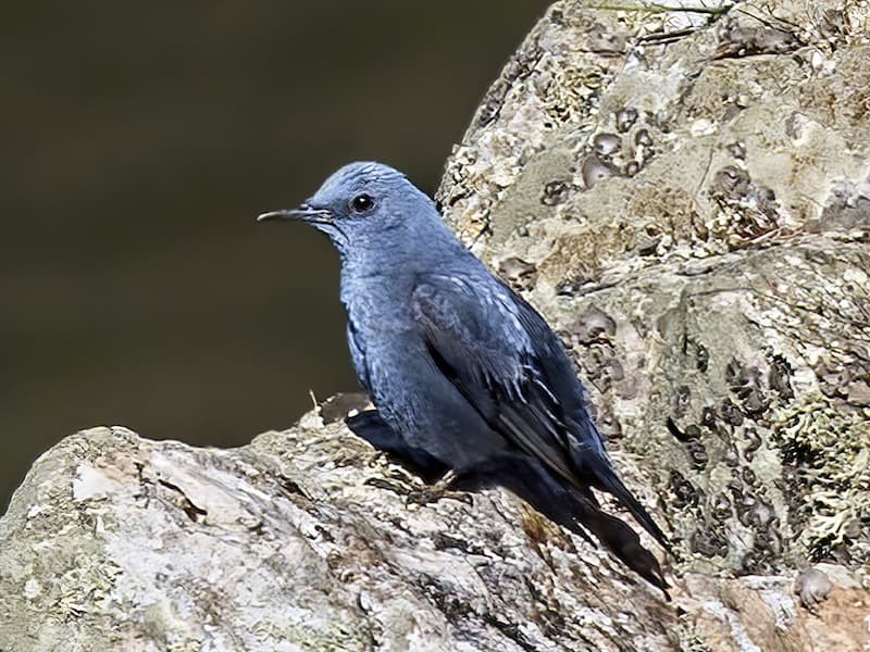 Blue Rock thrush