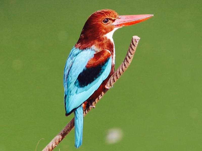 Kingfisher Mallorca