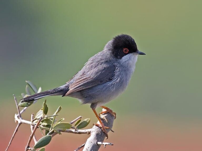 Sardinian_Warbler