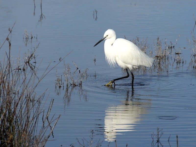 Parque Natural S'Albufera