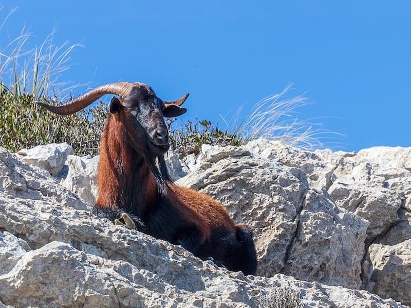 A Short Guide to Mallorca’s Diverse Ecosystem